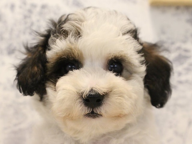 長野県のハーフ犬 (ペッツワン塩尻店/2024年3月15日生まれ/男の子/パーティーカラー)の子犬